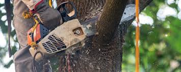Lawn Watering Services in Boron, CA