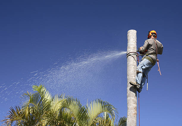Best Emergency Tree Removal  in Boron, CA