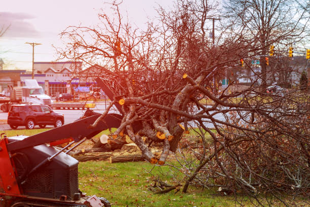 Best Tree Removal  in Boron, CA