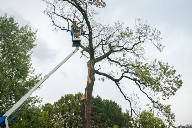 Best Aeration Services  in Boron, CA