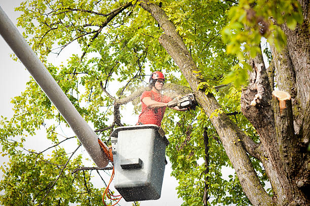 Best Tree and Shrub Care  in Boron, CA