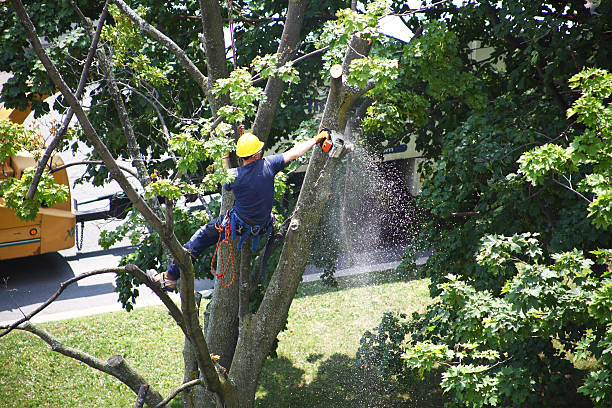 Boron, CA Tree Care Company