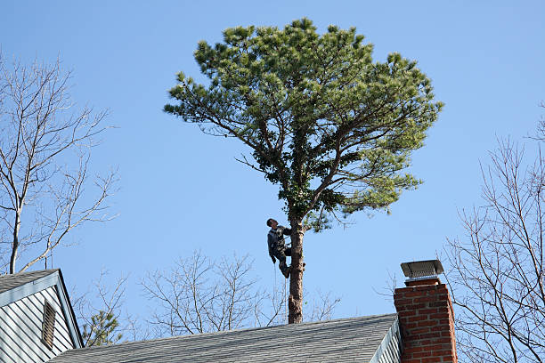 Best Tree Preservation Services  in Boron, CA