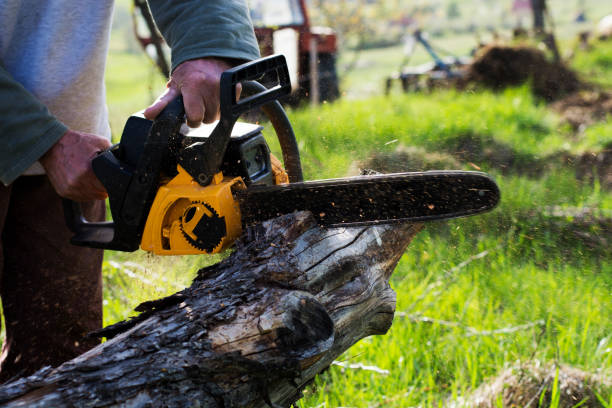 How Our Tree Care Process Works  in  Boron, CA