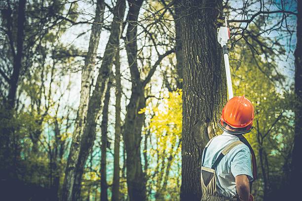 Best Tree Disease Treatment  in Boron, CA